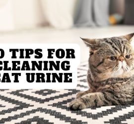 10 Tips for Cleaning Cat Urine